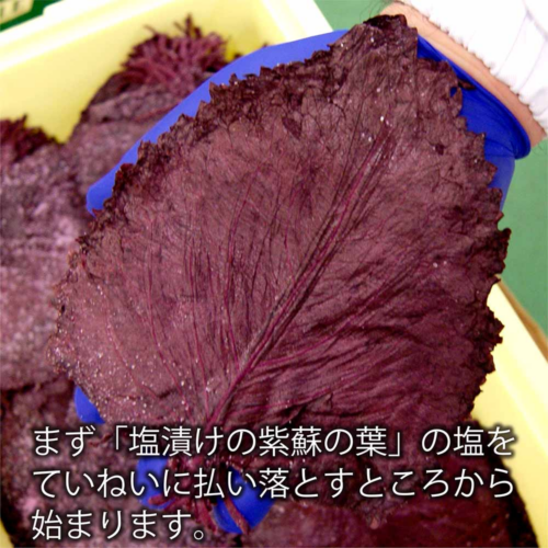 2_000000000094 亀じるし|水戸の梅 8個入